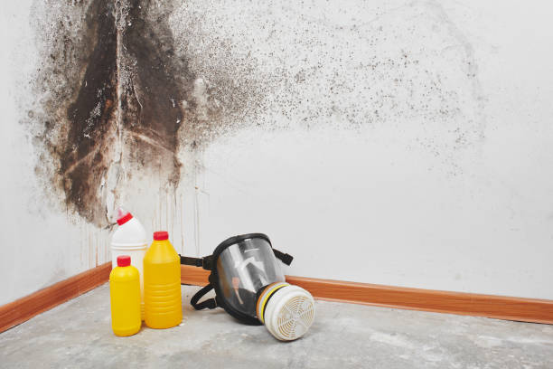 Best Crawl Space Mold Removal  in Rock Valley, IA