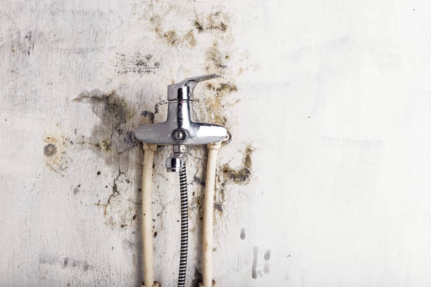 Best Mold Testing  in Rock Valley, IA