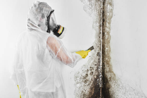 Best Fast Mold Removal  in Rock Valley, IA