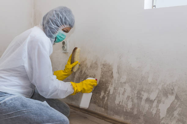 Best Professional Mold Removal  in Rock Valley, IA