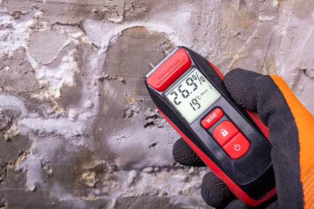 Trusted Rock Valley, IA Mold Removal Experts