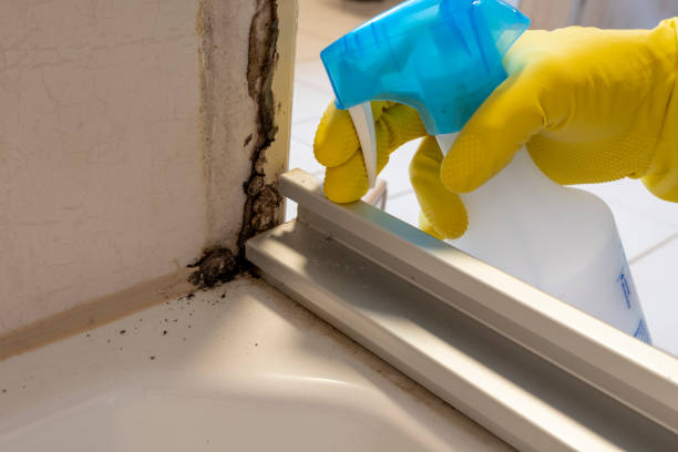 Best Certified Mold Removal  in Rock Valley, IA