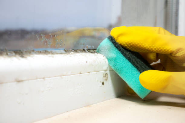 Best Same-Day Mold Removal  in Rock Valley, IA