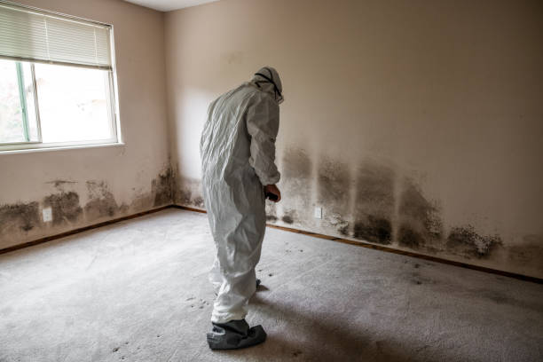 Best Residential Mold Removal  in Rock Valley, IA