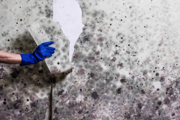 Best Mold Damage Repair  in Rock Valley, IA