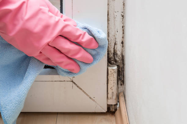 Best Commercial Mold Removal  in Rock Valley, IA
